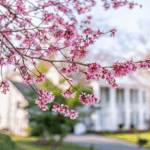 4 Ways To Make an Offer That Stands Out This Spring 4 Ways To Make an Offer That Stands Out This Spring | North Scottsdale Real Estate & Luxury Homes | Team Picarello